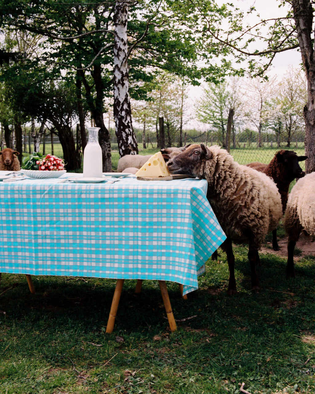 TABLE Large Tablecloth